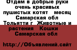 Отдам в добрые руки,очень красивых пушистых котят,1 месяц - Самарская обл., Тольятти г. Животные и растения » Кошки   . Самарская обл.